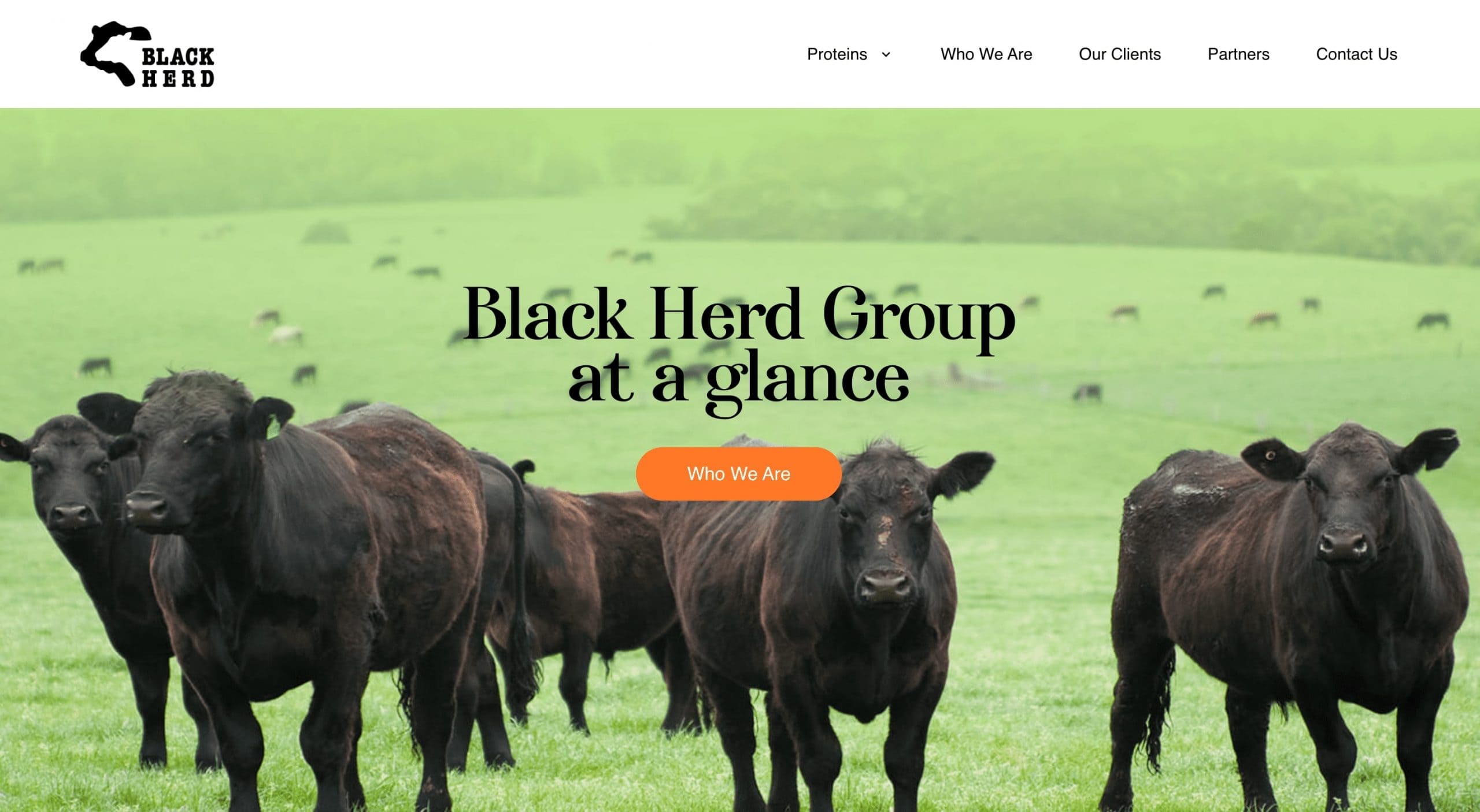 black herd